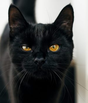 A vertical shot of a black cat with yellow eyes looking at the camera with a blurred background