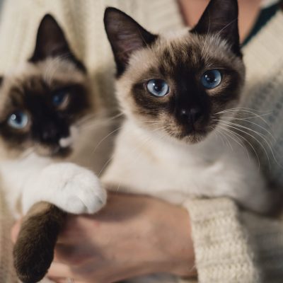 Portrait two lovely Siamese cats with blue eyes and creme fur enjoying their human hug